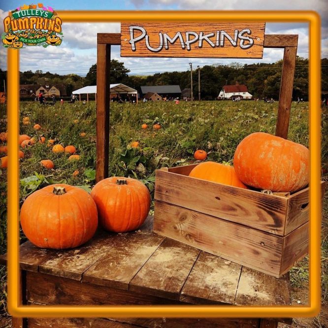 A picture of pumpkins and a pumpkin patch at Tulley's Farm – one of the best places to go pumpkin picking near London