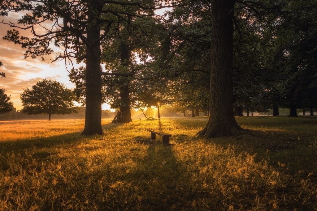 an autumnal shot of richmond park with the sun streaming through the trees