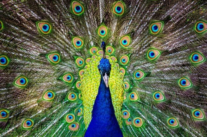 A bright and vivid peacock displaying its tail feathers in the grounds of Holland Park