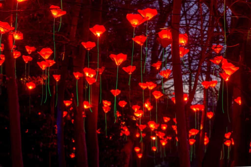 poppies made out of lights dangling in the air at the kew christmas trail
