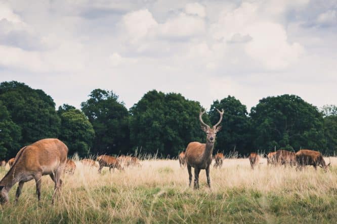 A herd of red deer eating grass in the famous Richmond Park 