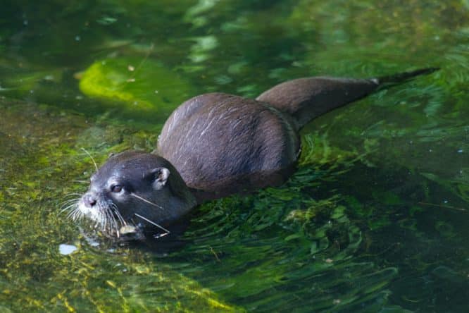 An otter basking in the sun in the water of the WWT London Wetland Centre in Barnes, one of the best places to spot wildlife in London