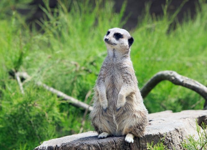 A meerkat posing on a rock at the ZSL London Zoo near Regent's Park