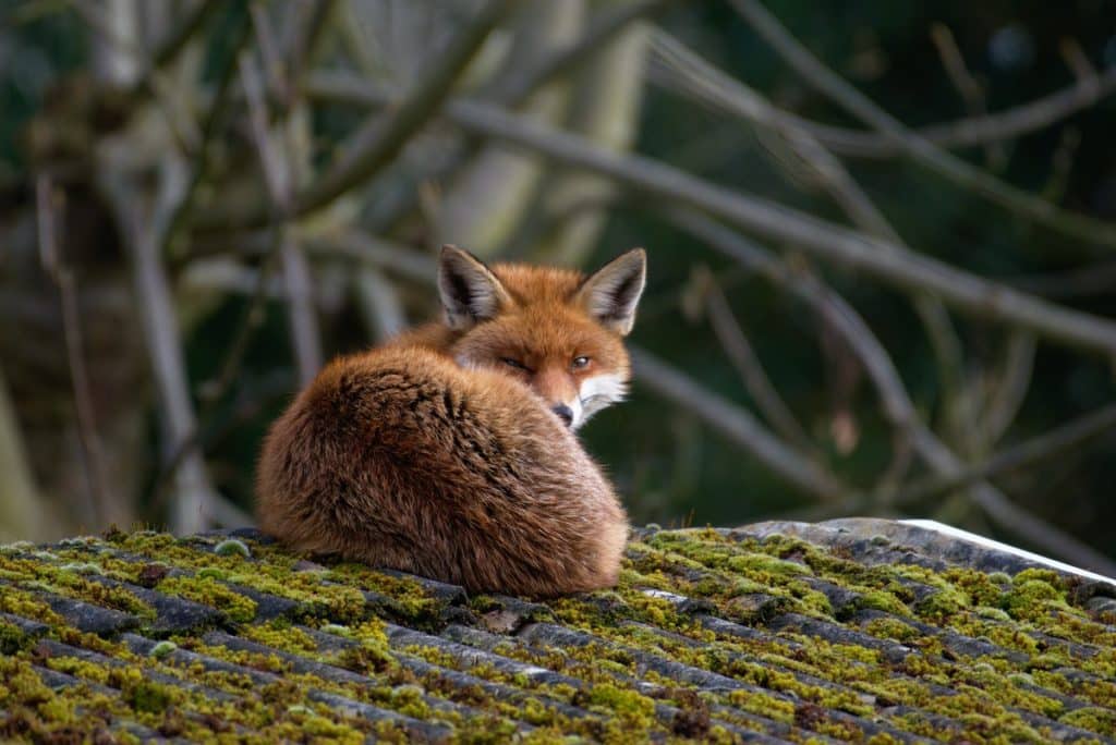 A fox sitting and basking in the sun in London