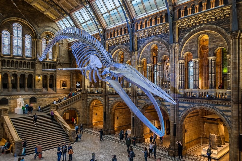The famous whale in the Natural History Museums, one of the best museums in London