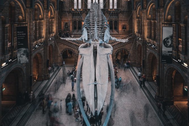 A whale skeleton in the interior of the Natural History Museum