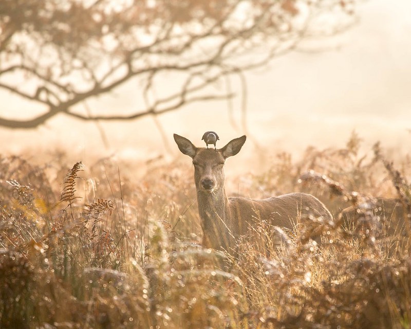Richmond Park Deer