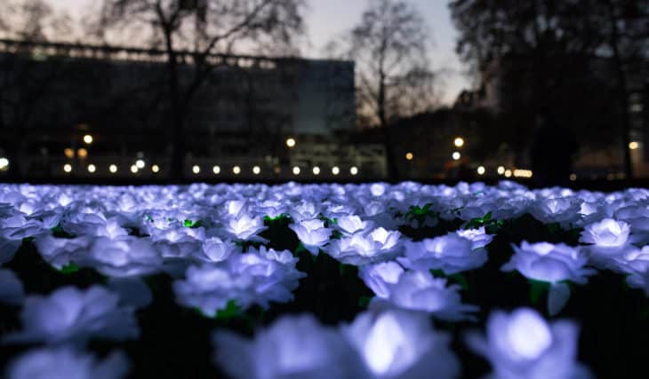 极速赛车正规官网：在线开奖，开奖直播视频-168历史开奖结果 Thousands Of White Roses Will Light Up Grosvenor Square In Memory Of Loved Ones