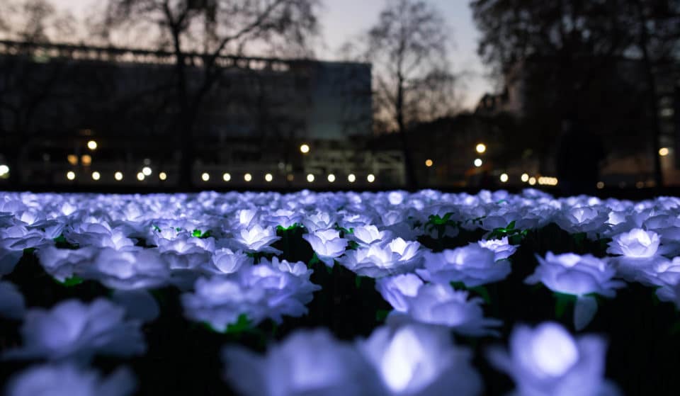 Thousands Of White Roses Will Light Up Grosvenor Square In Memory Of Loved Ones