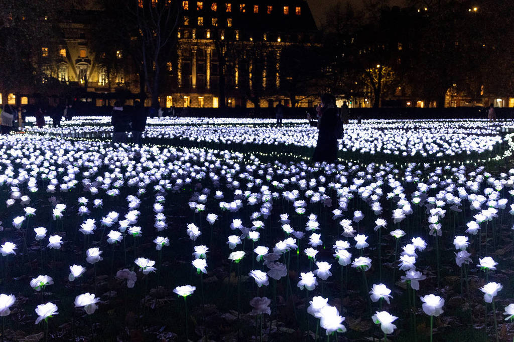 a sea of illuminated white roses at the ever after garden