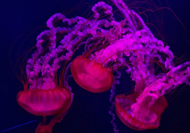 Jellyfish swimming at the Sea Life Aquarium in London, England