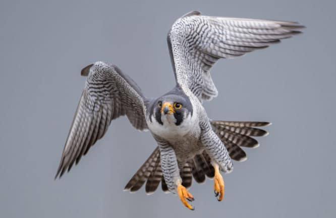 A magnificent peregrine falcon flying in the sky over London