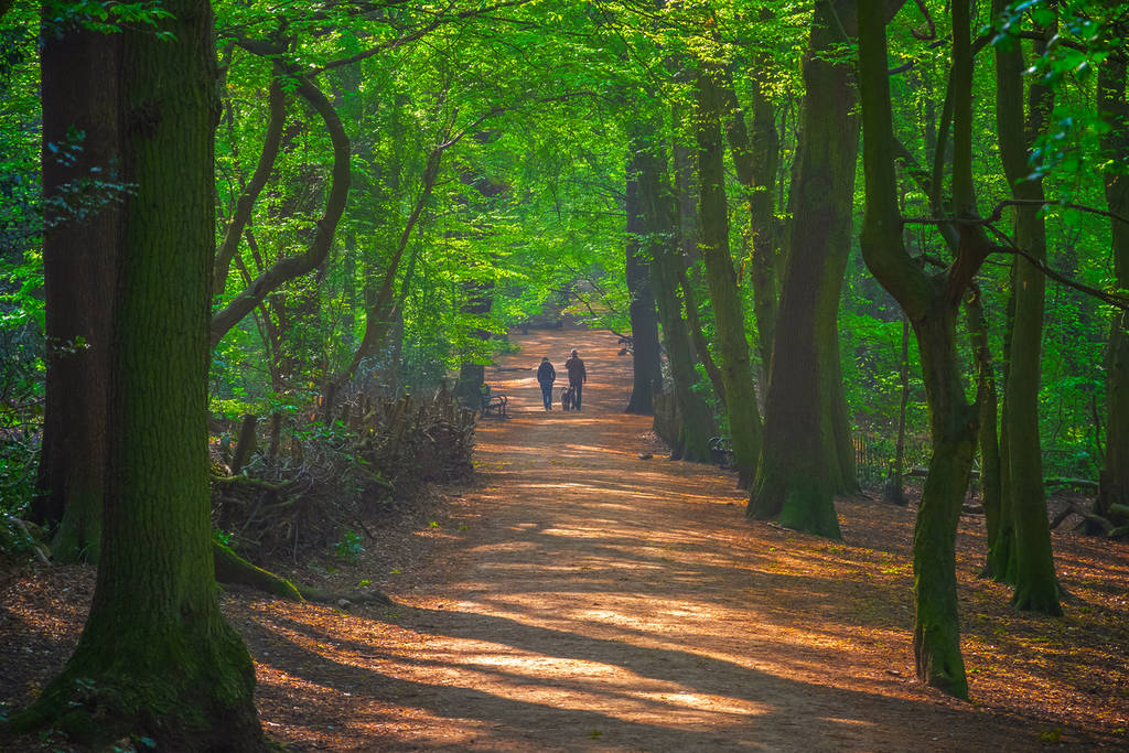 Tow figures walking in Highgate Wood in North London, England