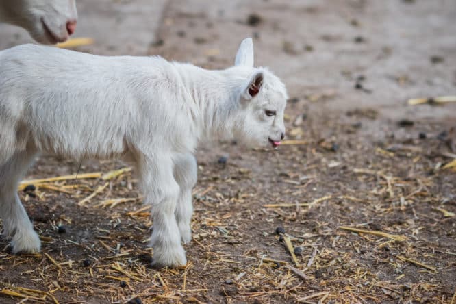 A picture of a baby goat (or kid) at Spitalfields City Farm, one of the best farms in London