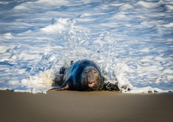 A grey seal coming out of the sea at Winterton-on-Sea in Norfolk 