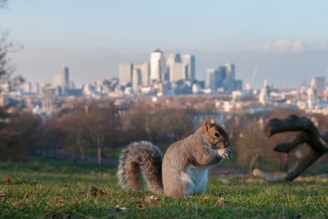 A squirrel munching on an acorn in Greenwich Park with views over Canary Wharf 