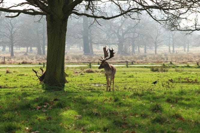 A red deer surrounded by sunlight in Bushy Park near Hampton Court Palace