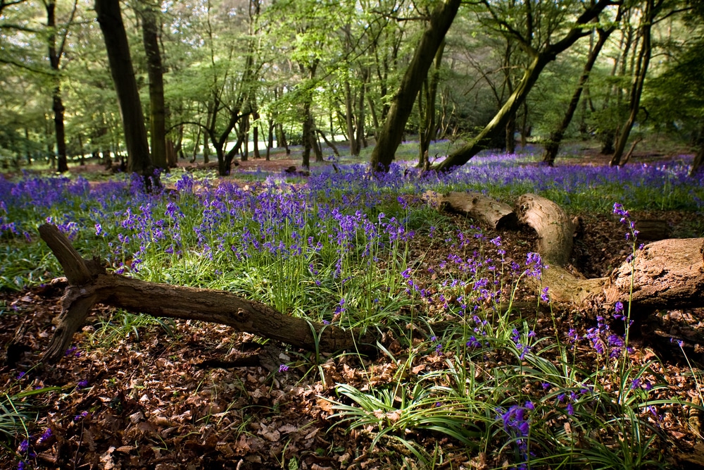 Bluebells and trees in the beautiful Epping forest near Walthamstow, London