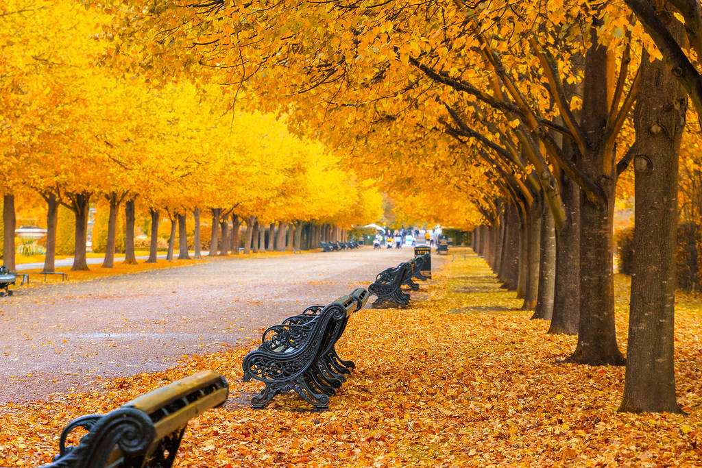 A wide boulevard in Regent's Park at Autumn time, the location of one of the best London walks