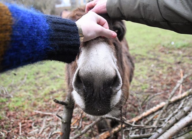 Clover the Donkey being petted at Hackney City Farm