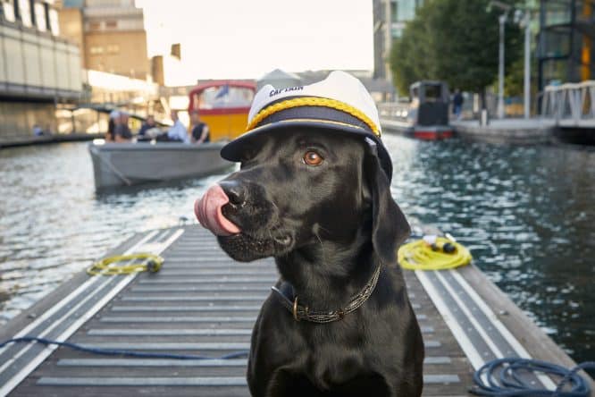 A dog in a sailor hat with Go Boat, one of the best things to do in London