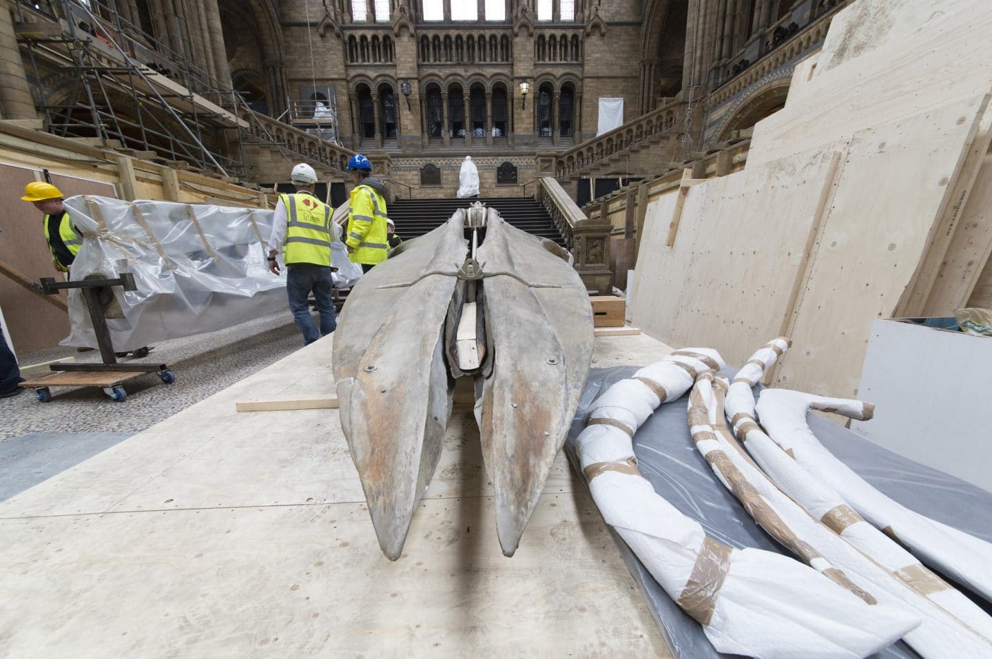 Hintze Hall developments 2017 Whale delivery