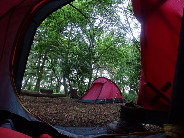 The wooded campsite at Little Ropers Camping in England